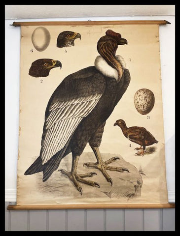 II.3324 LÁMINA IMPRESA DE ANIMALES