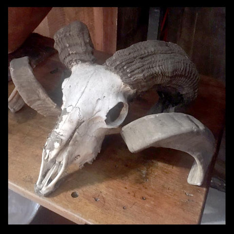 II.771 CRÁNEOS DE CARNERO CON CACHOS