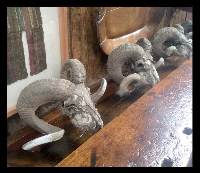 II.771 CRÁNEOS DE CARNERO CON CACHOS