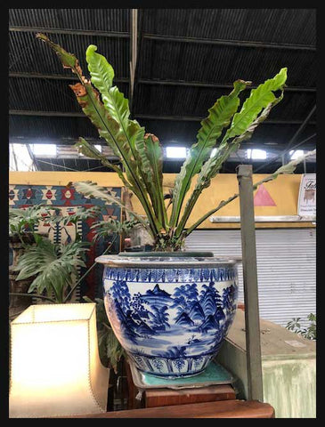 II.2111 GRAN MACETERO CHINO